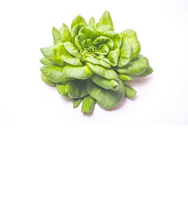 Salat grün